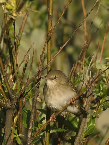 Viitasirkkalintu, River Warbler, Locustella fluviatilis